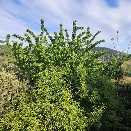 Cozy Mountain View Apartament Glossa